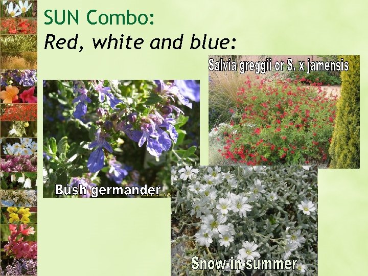 SUN Combo: Red, white and blue: 