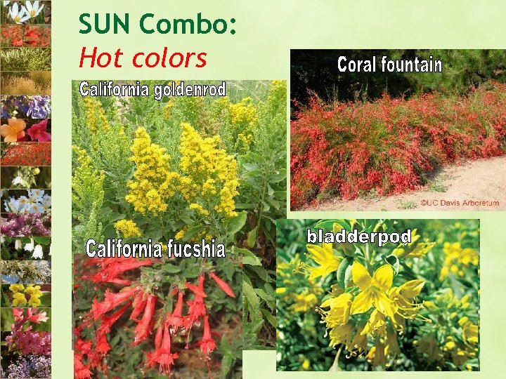SUN Combo: Hot colors 