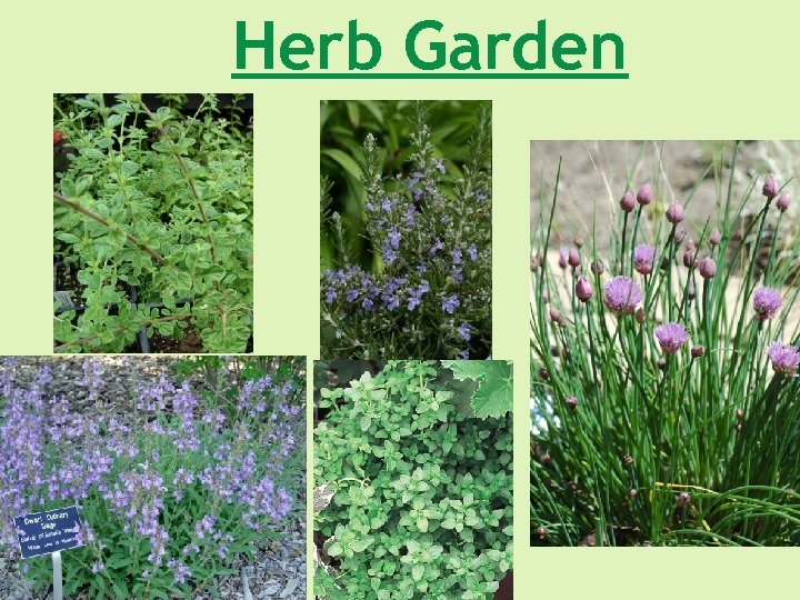 Herb Garden 