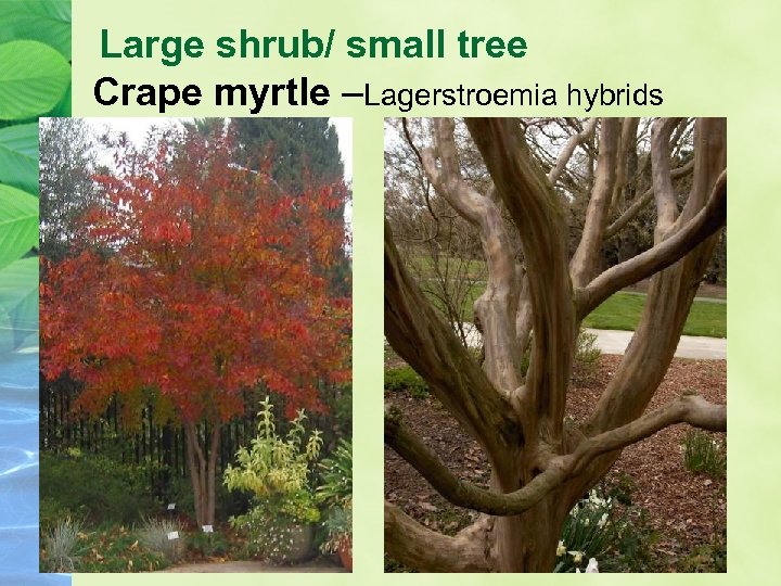 Large shrub/ small tree Crape myrtle –Lagerstroemia hybrids 