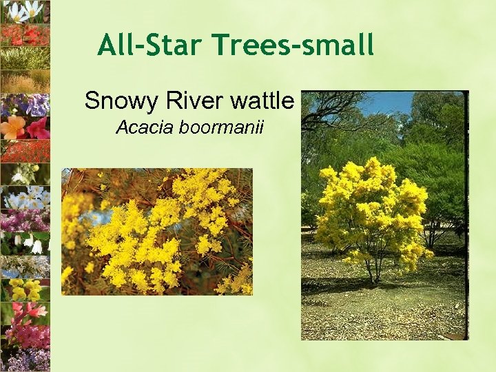 All-Star Trees-small Snowy River wattle Acacia boormanii 