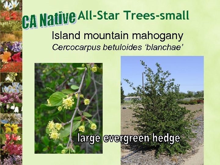 All-Star Trees-small Island mountain mahogany Cercocarpus betuloides ‘blanchae’ 