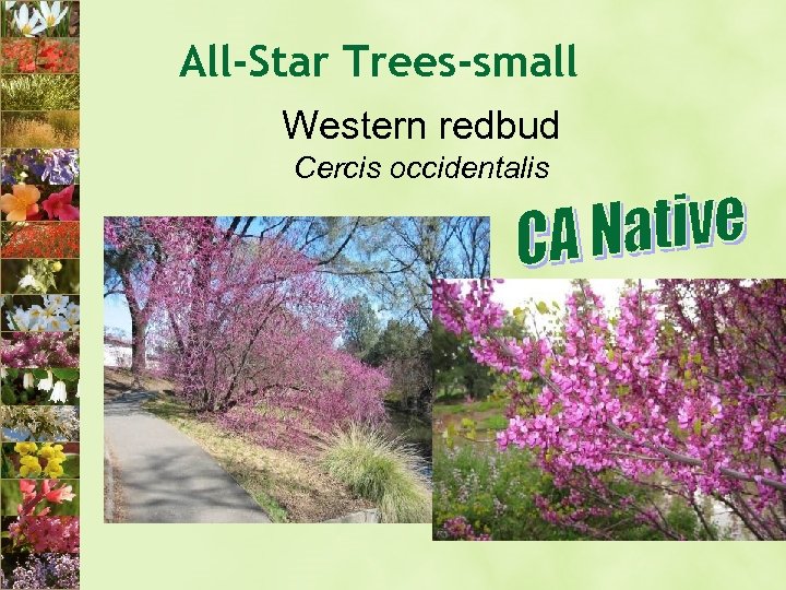 All-Star Trees-small Western redbud Cercis occidentalis 