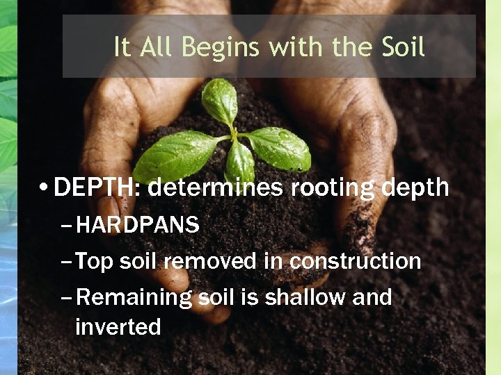 It All Begins with the Soil • DEPTH: determines rooting depth – HARDPANS –