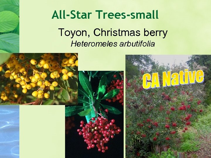 All-Star Trees-small Toyon, Christmas berry Heteromeles arbutifolia 