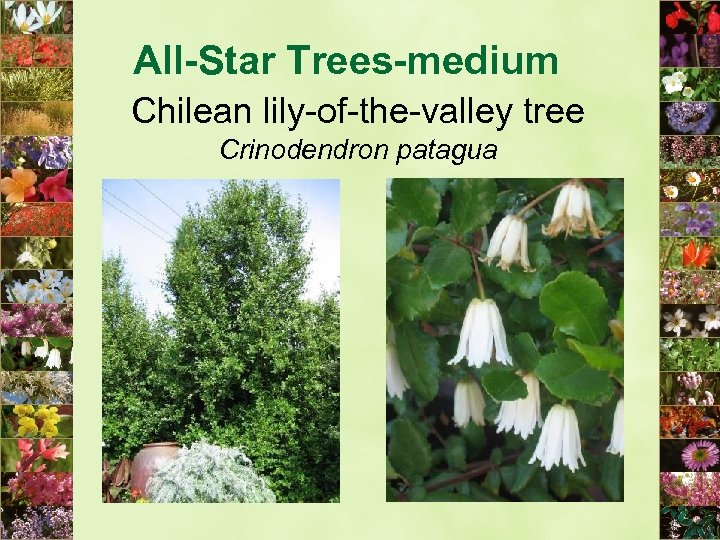 All-Star Trees-medium Chilean lily-of-the-valley tree Crinodendron patagua 