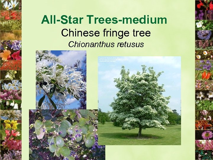 All-Star Trees-medium Chinese fringe tree Chionanthus retusus 