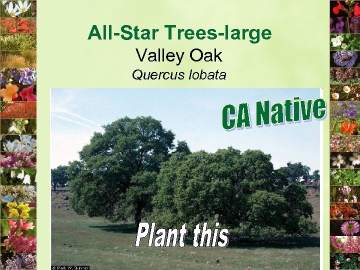 All-Star Trees-large Valley Oak Quercus lobata 
