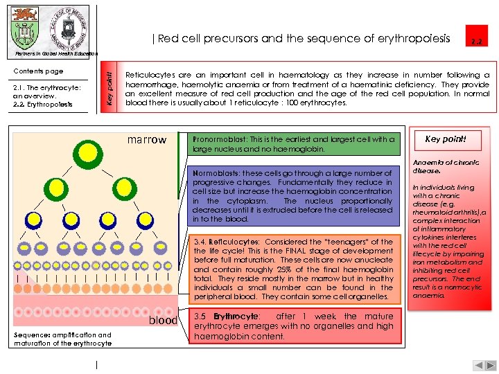|Red cell precursors and the sequence of erythropoiesis 2. 2 Contents page 2. 1.