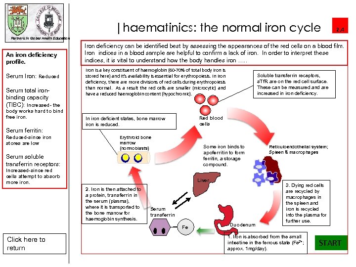|haematinics: the normal iron cycle 2. 4 Partners in Global Health Education An iron