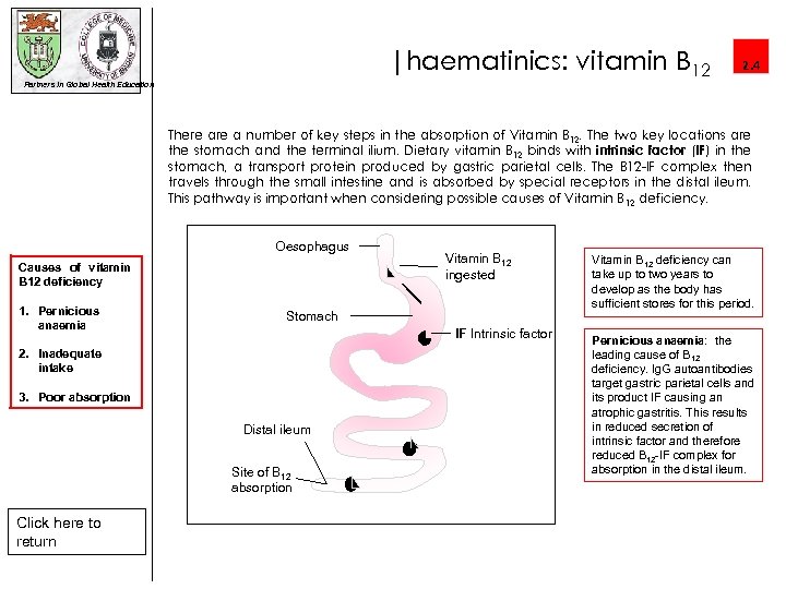 |haematinics: vitamin B 12 Partners in Global Health Education 2. 4 There a number
