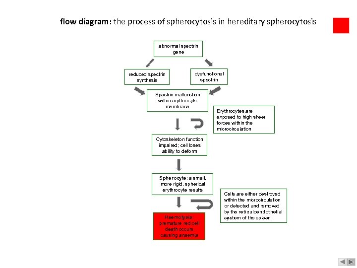 flow diagram: the process of spherocytosis in hereditary spherocytosis abnormal spectrin gene reduced spectrin