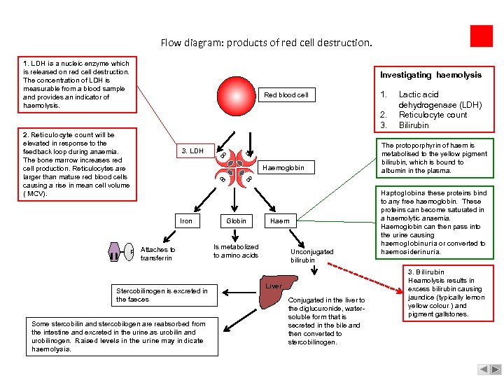 Flow diagram: products of red cell destruction. 1. LDH is a nucleic enzyme which