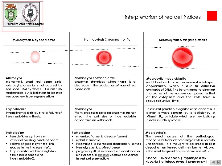 |interpretation of red cell indices Partners in Global Health Education Microcytosis & hypochromia Normocytosis