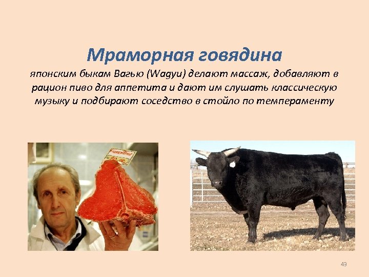 Мраморная говядина японским быкам Вагью (Wagyu) делают массаж, добавляют в рацион пиво для аппетита