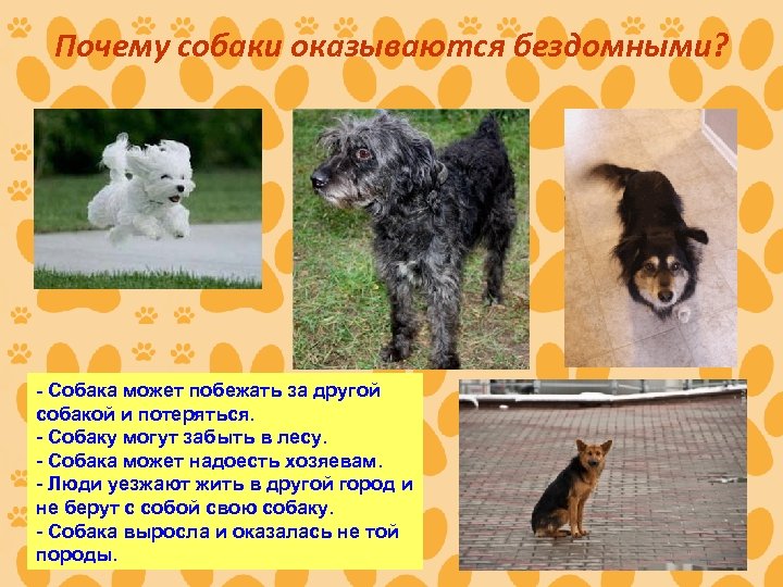 Почему собаки оказываются бездомными? - Собака может побежать за другой собакой и потеряться. -