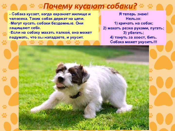 Почему кусают собаки? - Собака кусает, когда охраняет жилище и человека. Таких собак держат