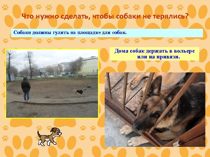 Что нужно сделать, чтобы собаки не терялись? Собаки должны гулять на площадке для собак.