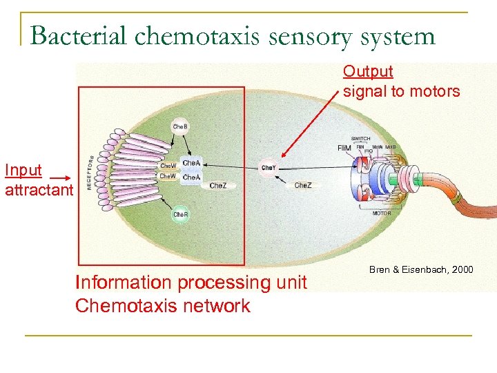 Bacterial chemotaxis sensory system Output signal to motors Input attractant Information processing unit Chemotaxis