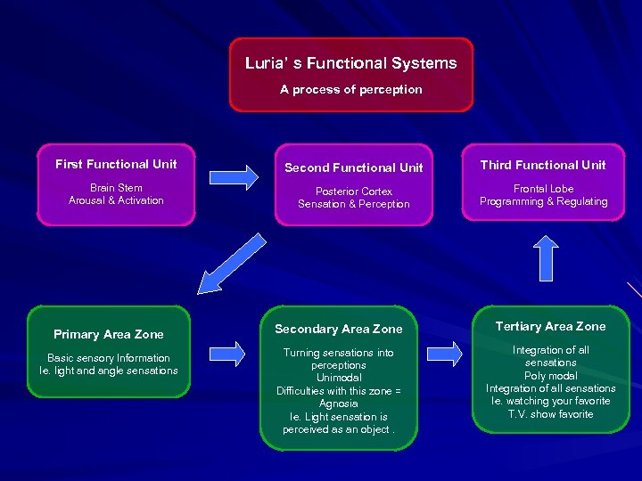 Luria’ s Functional Systems A process of perception First Functional Unit Second Functional Unit