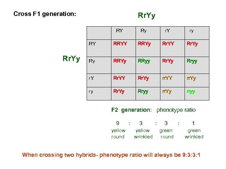 Cross F 1 generation: Rr. Yy RY r. Y ry RY RRYy Rr. YY