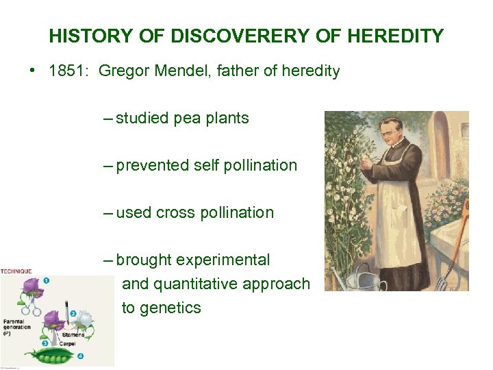 HISTORY OF DISCOVERERY OF HEREDITY • 1851: Gregor Mendel, father of heredity – studied