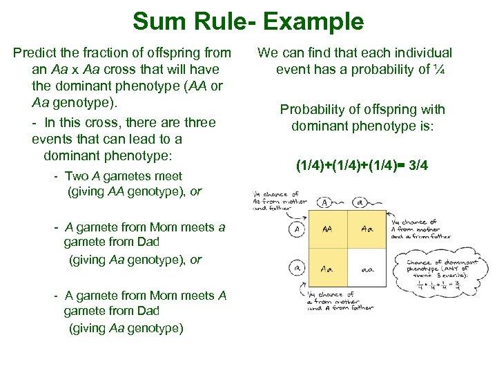 Sum Rule- Example Predict the fraction of offspring from an Aa x Aa cross