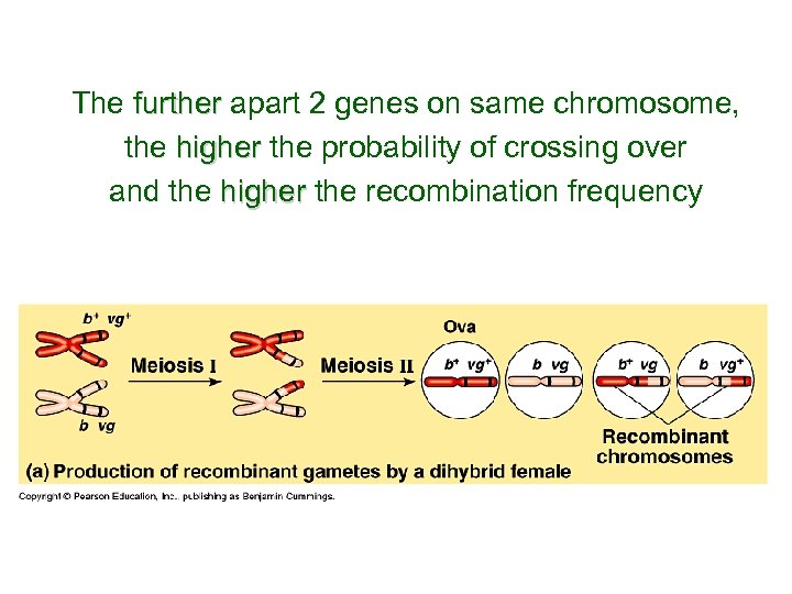 The further apart 2 genes on same chromosome, further the higher the probability of