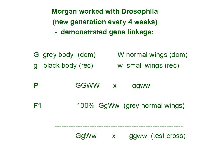  Morgan worked with Drosophila (new generation every 4 weeks) - demonstrated gene linkage: