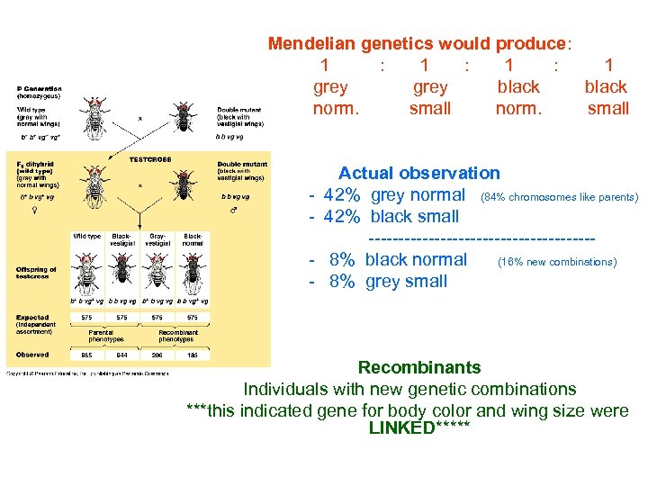  Mendelian genetics would produce: 1 : 1 : 1 grey black norm. small