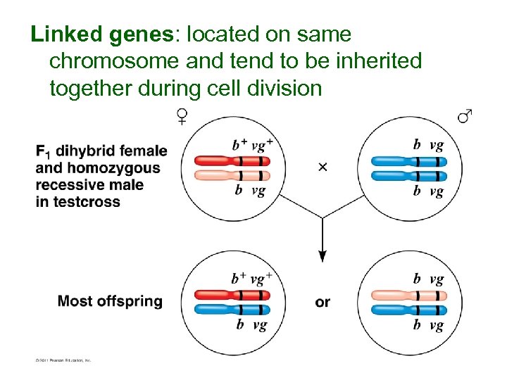 Linked genes: located on same chromosome and tend to be inherited together during cell