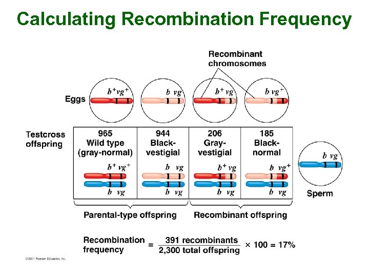 Calculating Recombination Frequency 