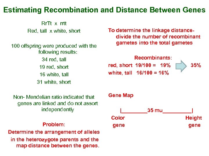 Estimating Recombination and Distance Between Genes Rr. Tt x rrtt Red, tall x white,