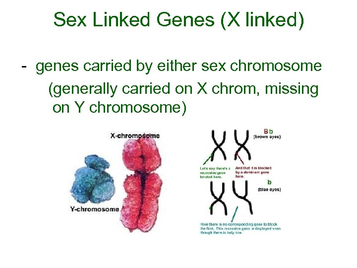 Sex Linked Genes (X linked) - genes carried by either sex chromosome (generally carried