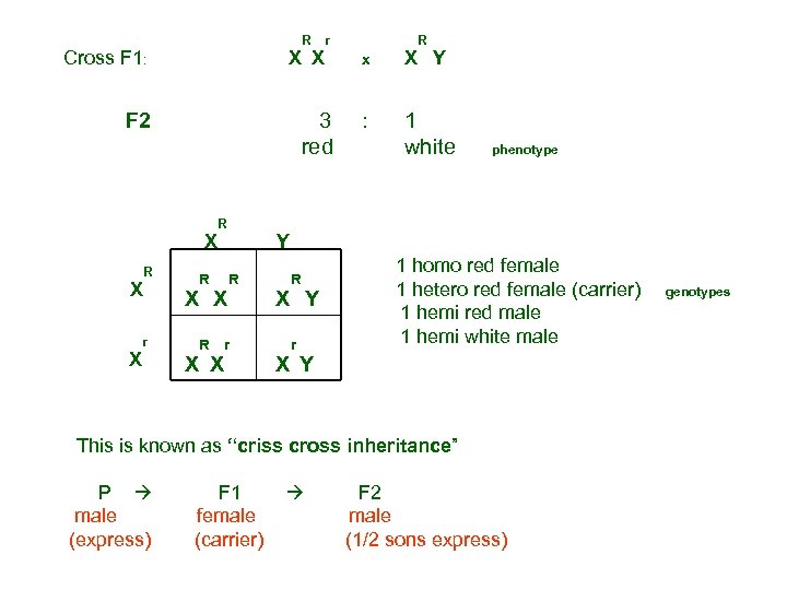 R Cross F 1: F 2 X X r X x X R Y