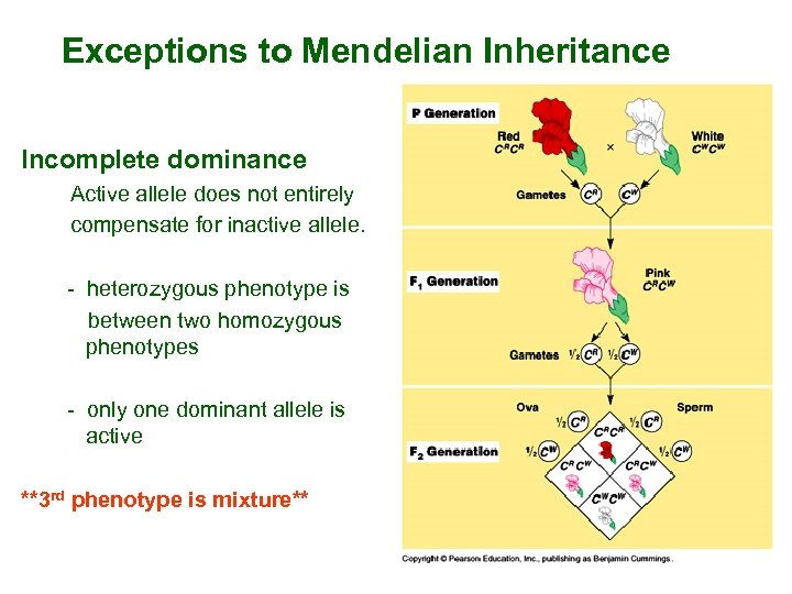 Exceptions to Mendelian Inheritance Incomplete dominance Active allele does not entirely compensate for inactive