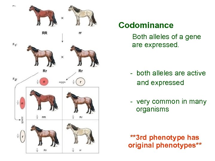  Codominance Both alleles of a gene are expressed. - both alleles are active