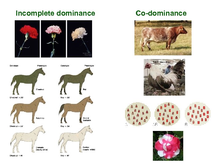 Incomplete dominance Co-dominance 