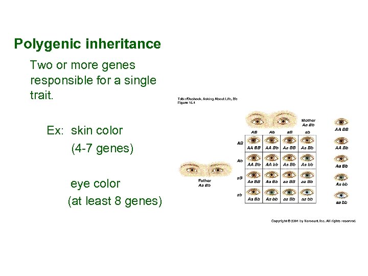  Polygenic inheritance Two or more genes responsible for a single trait. Ex: skin