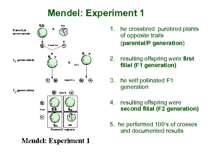 Mendel: Experiment 1 1. he crossbred purebred plants of opposite traits (parental/P generation) 2.