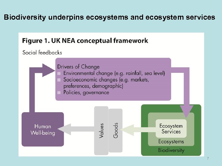 Biodiversity underpins ecosystems and ecosystem services 7 