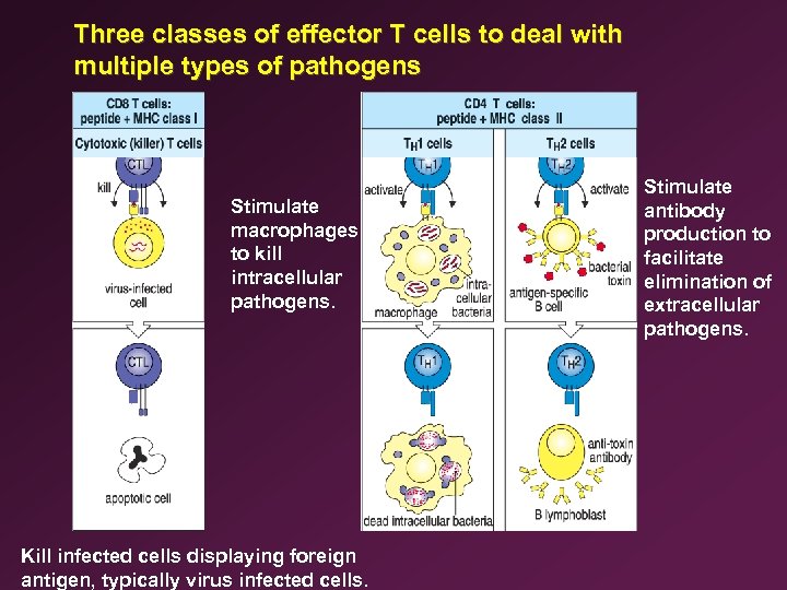 Three classes of effector T cells to deal with multiple types of pathogens Stimulate