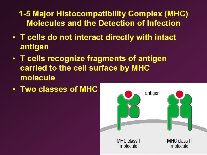 1 -5 Major Histocompatibility Complex (MHC) Molecules and the Detection of Infection • T