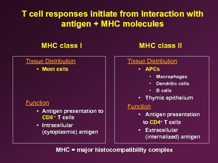 T cell responses initiate from interaction with antigen + MHC molecules MHC class I