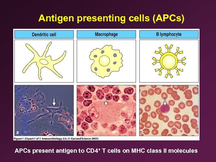 Antigen presenting cells (APCs) APCs present antigen to CD 4+ T cells on MHC