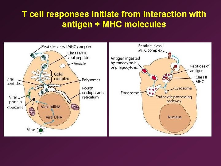 T cell responses initiate from interaction with antigen + MHC molecules 