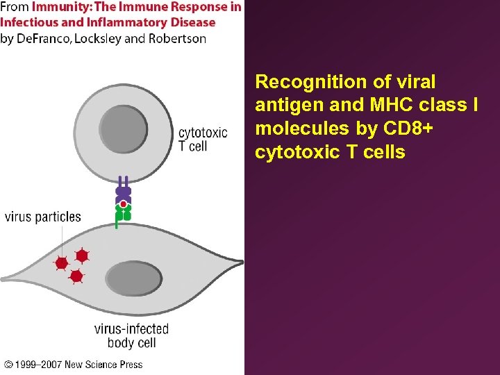 Recognition of viral antigen and MHC class I molecules by CD 8+ cytotoxic T