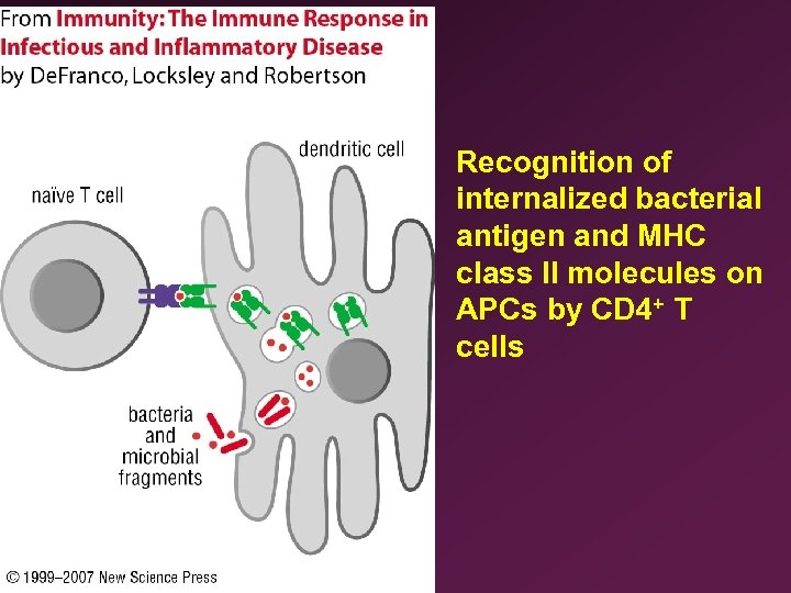 Recognition of internalized bacterial antigen and MHC class II molecules on APCs by CD