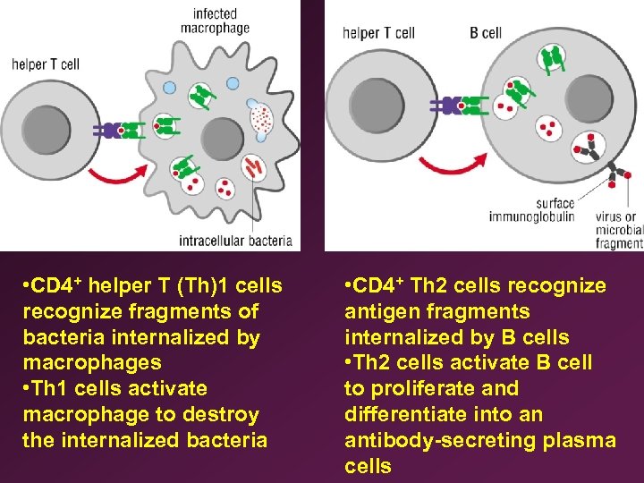  • CD 4+ helper T (Th)1 cells recognize fragments of bacteria internalized by