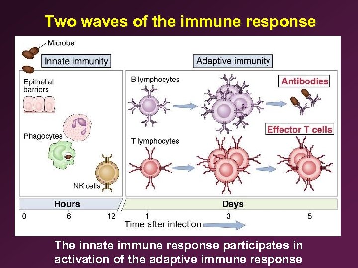 4 Anatomy of the Immune System II Immunology
